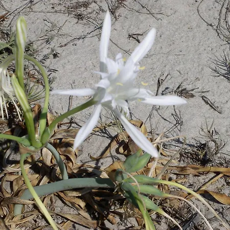 Marina Palace אורוסיי